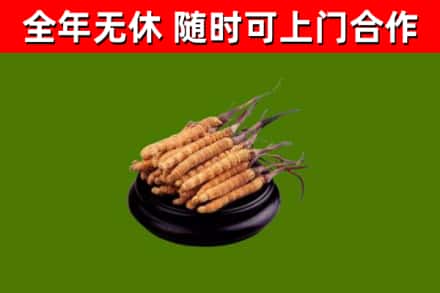 南宁回收散虫草